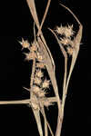 Sanddune sandbur